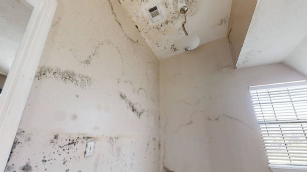 Best Biohazard Mold Removal  in Columbia, KY