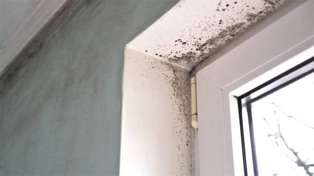 Best Forensic Mold Investigation  in Columbia, KY
