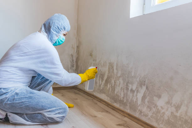 Best Mold Removal for HVAC Installations  in Columbia, KY