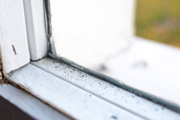  Columbia, KY Mold Removal Pros