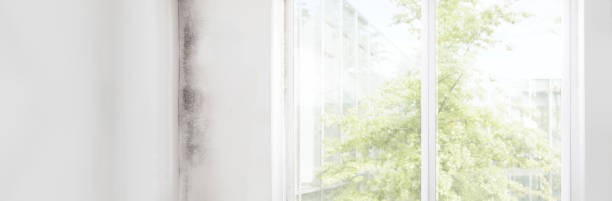 Best Basement Mold Removal  in Columbia, KY
