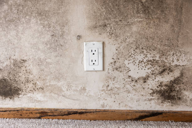 Reliable Columbia, KY Mold Removal Solutions