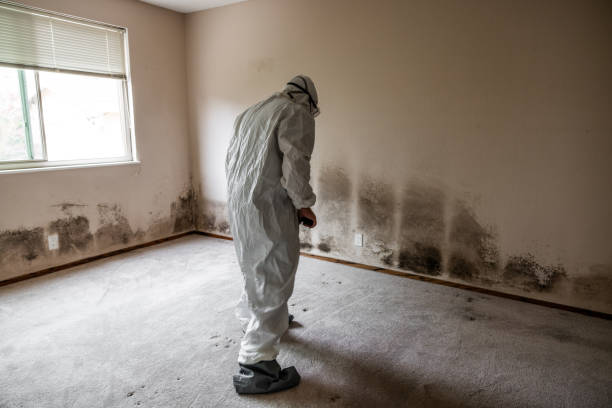 Best Asbestos and Lead Testing During Mold Inspection  in Columbia, KY